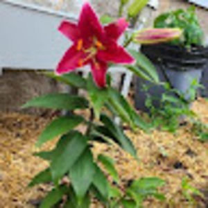 Meet your Posher, Naomi